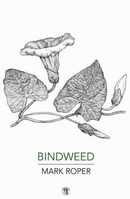Picture of Bindweed