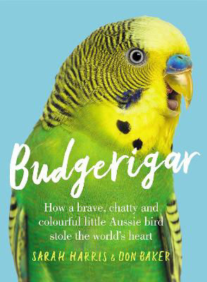 Picture of Budgerigar