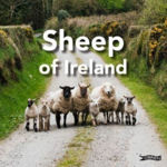 Picture of Sheep of Ireland